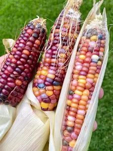 30 Rainbow Jewel Corn Seeds Live for Planting, Sweet Corn Hybrid Seeds Packet Live for Outdoor Garden