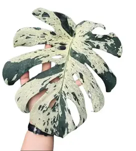 Monstera Vietciosa Tissue Culture - Live Houseplant - Monstera Deliciosa Variegated