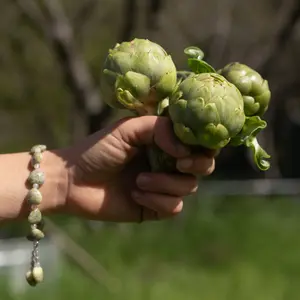 Green Globe Artichoke