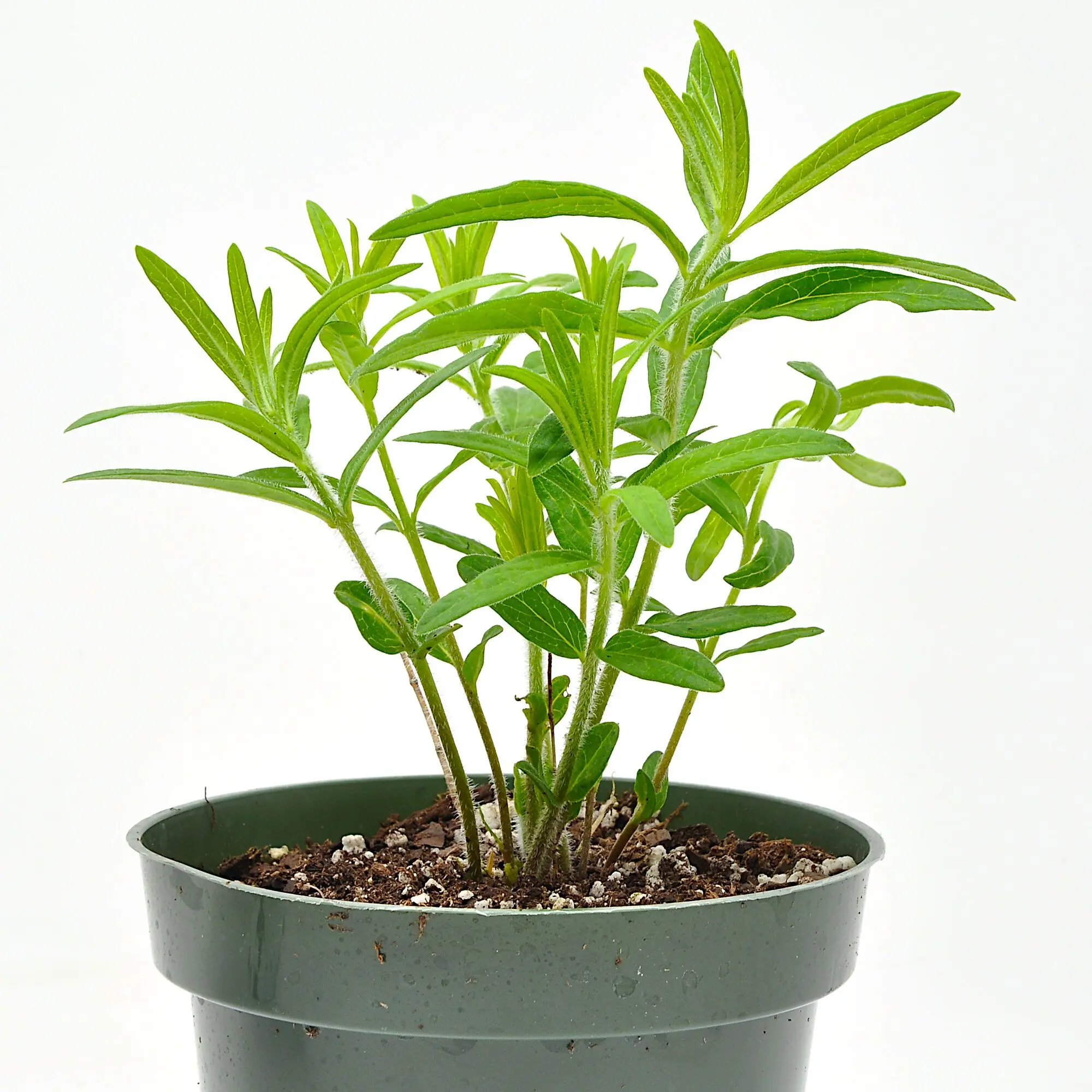 Asclepias tuberosa, Butterfly Weed, Milkweed