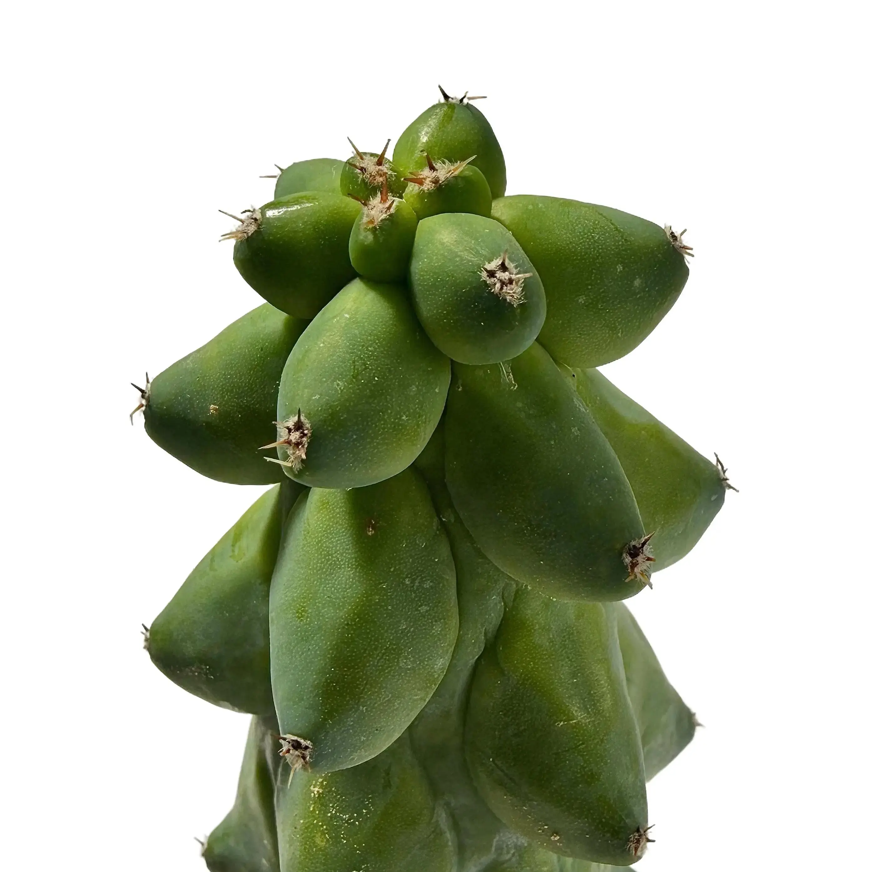 boobie cactus