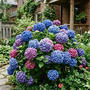 50 Blue Macrophylla Hydrangea Seeds for Planting - Heirloom Seed Blend for Home Garden