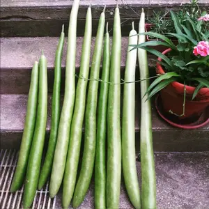 Cucuzza Squash Seeds