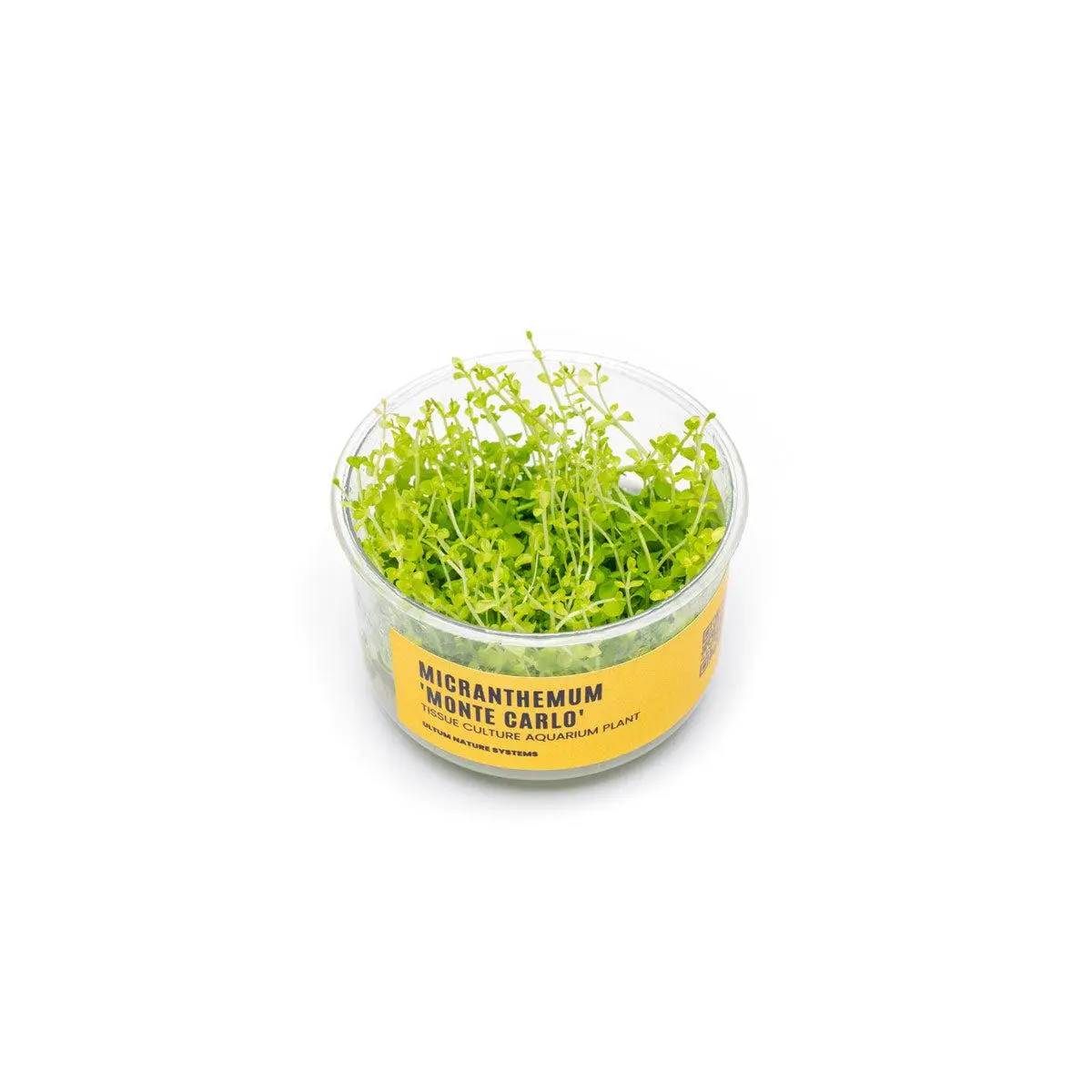 Micranthemum 'Monte Carlo' UNS Tissue Culture