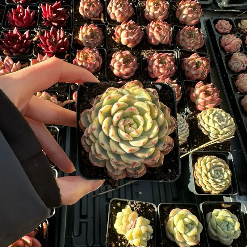 Echeveria 'Minima' Variegated Single Head (around 2.5'') - Bare Root Succulents - Terra Tales