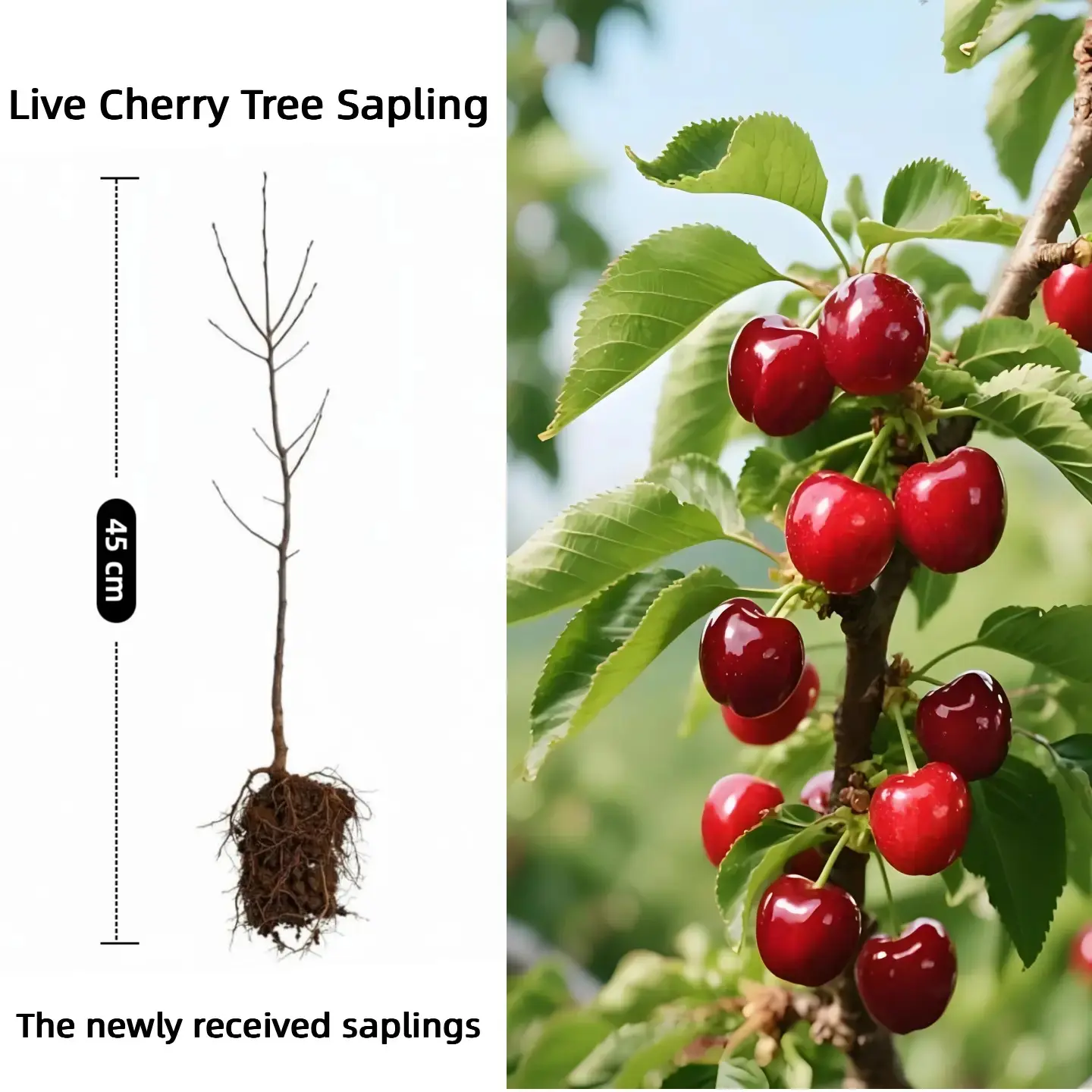 Live Cherry Tree Sapling, 45cm Bare Root Fruit Tree, Sweet Cherry Seeding for Home Orchard, Backyard GardenPlanting, Fast-Growing Hardy Variety, Juicy Red Cherries, Easy to Grow, Edible Fruit-Bearing Tree, Patio & YardPlant, Fresh Live Plant