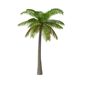 10 Palm Tree Seeds For Planting for Planting
