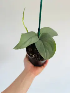 Scindapsus Platinum Lava - Rare Aroid - 4" Pot