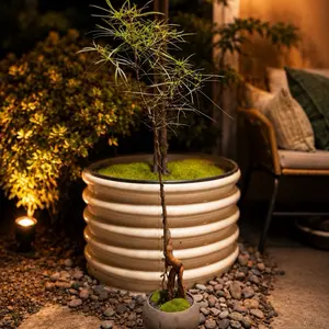 Brachychiton rupestris styled with vintage pot/ Queenisland bottle tree/ Mediterranean