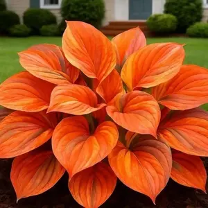 800 pcs Hosta Seeds – Build a Full Shade Garden with Ease