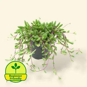 String Of Rubies 4” - Color Changing Live Succulent Plant