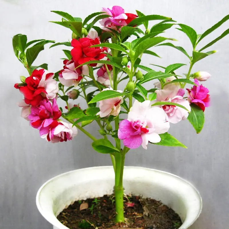 2500+ Impatiens Seed Blend for Stunning Home Garden Flowers Non-GMO Heirloom Garden. Open pollinated seeds, low maintenance flower seeds