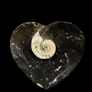 Ammonite and Belemnite Heart Dish - Unique Moroccan Fossil