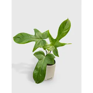 Philodendron Florida Green Beauty