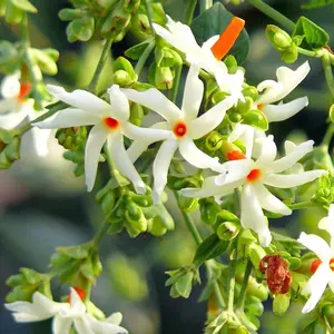 30pcs Night-Flowering Jasmine Seeds – Fragrant, Health-Boosting Flowers for Outdoor Gardens! Showy, Ornamental Plants Perfect for Patio Borders & Garden Edges – Easy to Grow, Non-GMO, Creates Stunning Scented Nighttime Displays