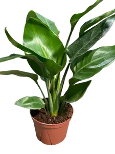 6" Bird of Paradise Strelitzia reginae Tropical Beauty with Large Green Leaves for Home Office Decor