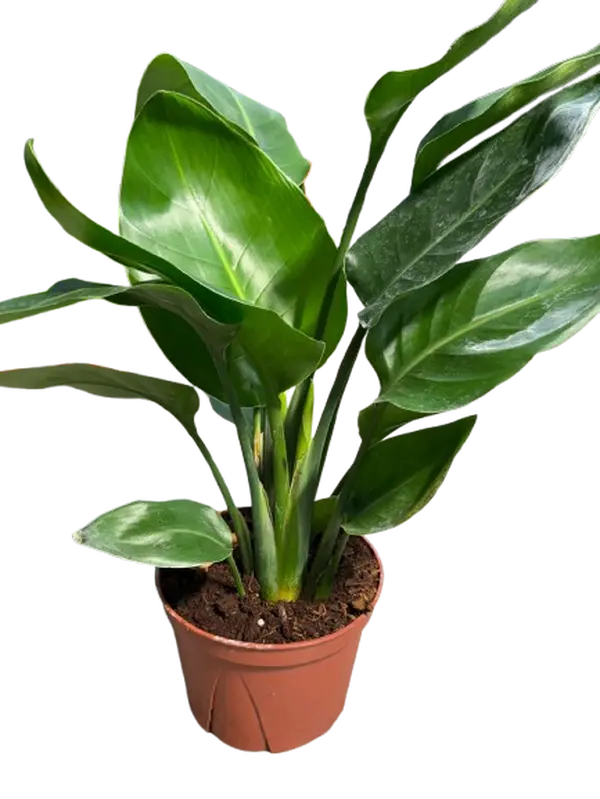 6" Bird of Paradise Strelitzia reginae Tropical Beauty with Large Green Leaves for Home Office Decor