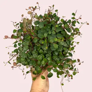 6” Peperomia Pepperspot - Peperomia prostrata - String of Coins Plant - Pet Friendly - Live Houseplant