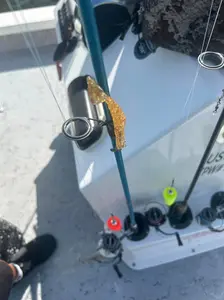 10 Count Shrimp