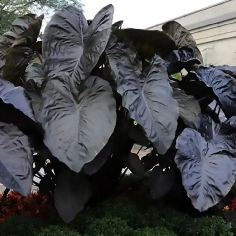 Rare Black Blue Colocasia Esculenta plant -Diamond Head-Elephant Ear plant  - blue black leaves- LIVE PLANT 3 TO 6 Tall - TikTok Shop