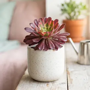 Aeonium 'Fairy Ink'