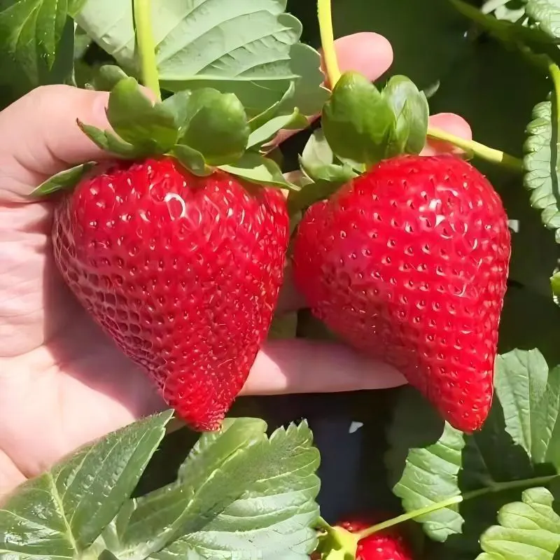 Strawberry Seeds 1000 PCS Non-GMO Four Seasons High Germination Rate Ideal for Outdoor Gardening & Green Plant Supplies All Seasons