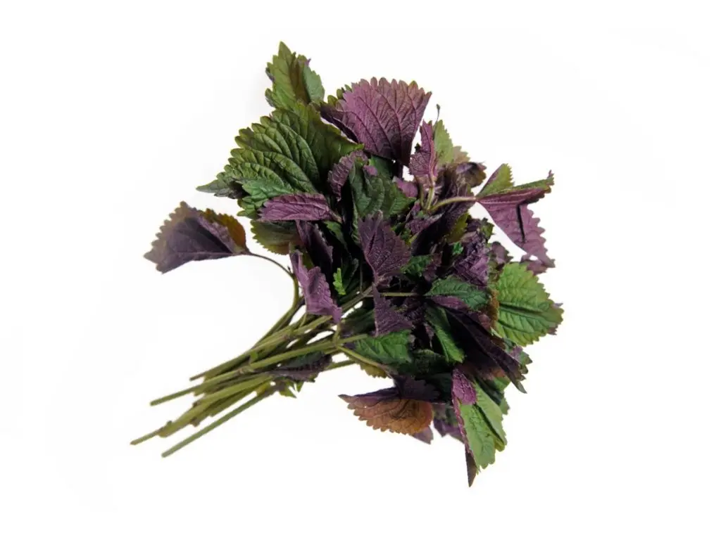 Vietnam Shiso Seeds (Tía Tô) | Heirloom, Non-GMO | Asian Culinary Herb