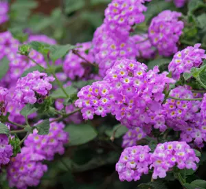 Lantana Live Plants for Planting Outdoors, Trailing Lantana Plants, 4 to 6 Inch Tall, Full Roots - Lavender