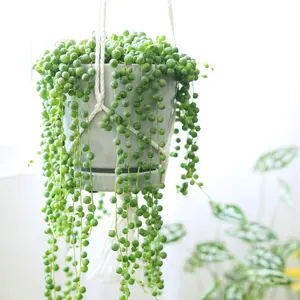 String Of Pearls Senecio Rowleyanus String Of Pearls Senecio Rowleyanus