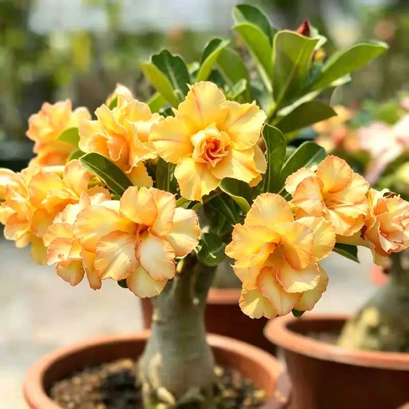 Adenium Obesum Desert Rose Live Succulent - Thick Caudex, Well-Rooted Specimen, Artistic Shape, Drought-Res., Bright Sun Tolerant, Long-Bloom Potted Decor for Window Patio, Beginner Plant Lovers, Live Plant