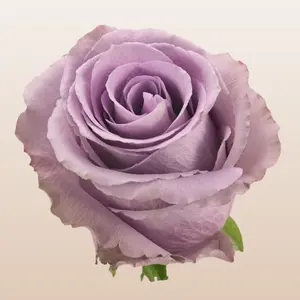 Grey Knights Roses fresh imported from Ecuador