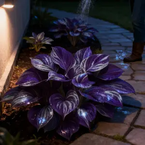 800 pcs Hosta Seeds Easy to Grow for All Seasons VersatileGarden Enthusiasts Indoor Outdoor Beauty Enhancementwith Emerald Green Soft Blue Golden Edge and CreamyVariegationony Climbing Flower Non-GMO All Seasons Fragrant Flower Seeds