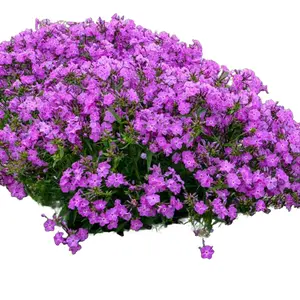 Green River 50 Romace Phlox Seeds - Romantic Bloom Tones, Perennial Heirloom Mix for Gift Gardens & Wedding Borders, Flower seed pack, romantic bloom tones, perennial heirloom mix, cottage charm, ideal for gift gardens and wedding borders