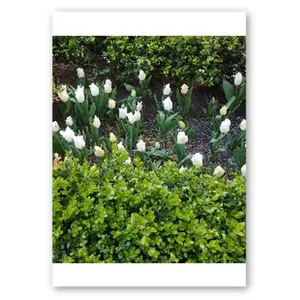 Pack of 10 Greeting Cards (EU & RoW) with Envelopes- NYC Sidewalk Flowers (White)
