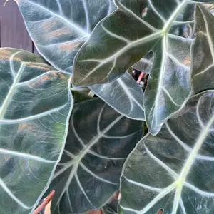 Alocasia Morocco Pink Princess Elephant Ear