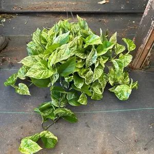 Pothos Marble Queen Plant 8 inch pot