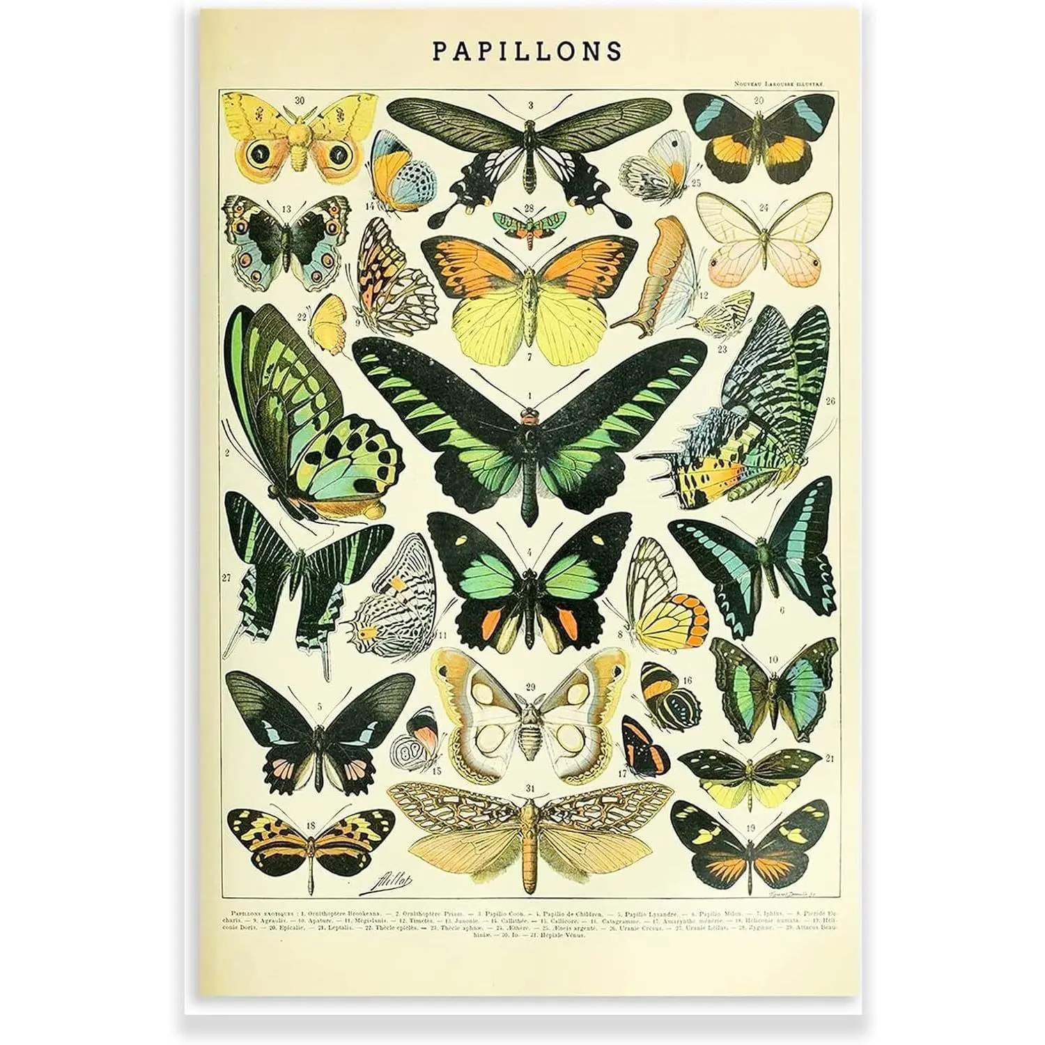 Vintage Poster -Vintage Butterfly Poster Wall Decor - Butterflies Wall Art Prints Framed Room Gifts Colorful Ornaments Decoration Artistic