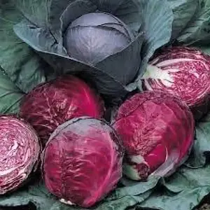 red Cabbage Acre Seeds 2 Pack x 1000 Seeds Hardy Drought-Tolerant Low-Maintenance Landscape Planting Garden