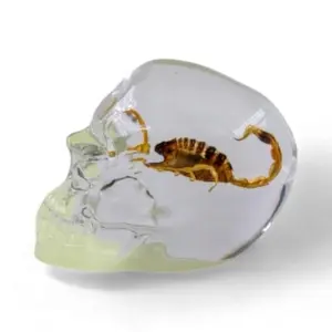 Real Brown Scorpion in Glow-in-the-Dark Resin Skull (Large) – Unique Resin Art, Entomology Collectible & Home Decor Ornament, Halloween Gift Spooky Sculpture, Scorpio Unique Cool Gift Decoration perfect holiday gift idea desk decor ornament