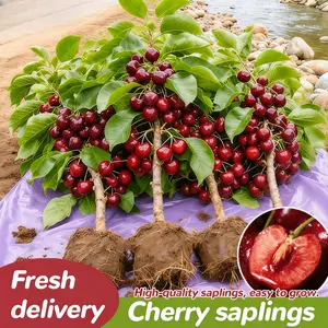Cherry Live Plant Seedlings – Compact Fruit Tree Starter Plants for Garden Planting, Patio Containers, and Home Orchard Growing