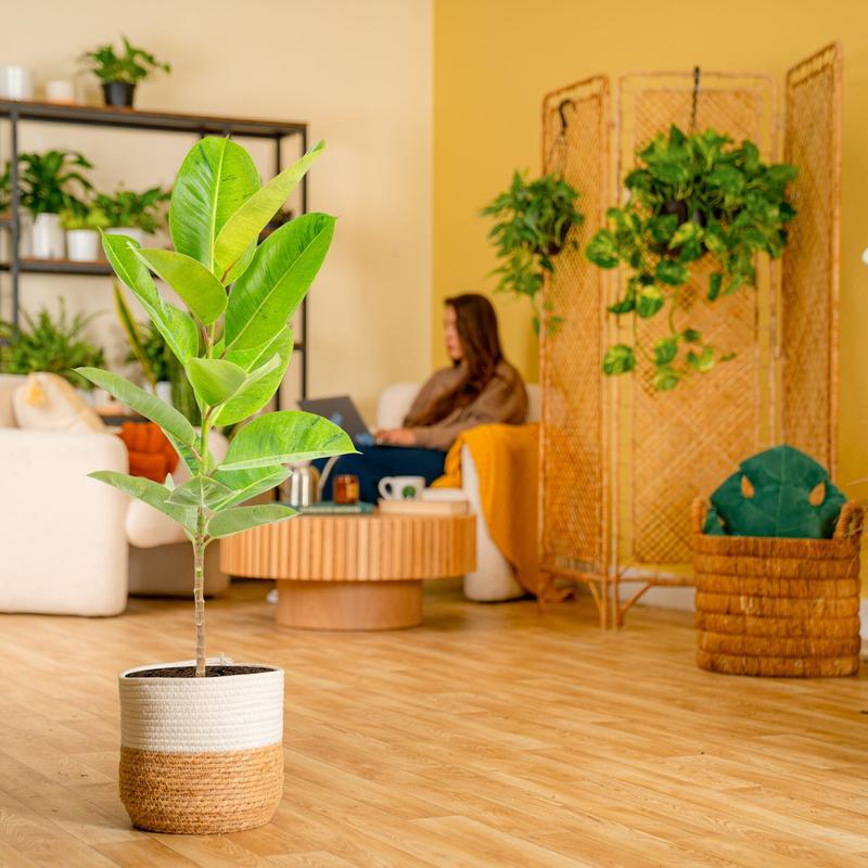 Grower's Choice Ficus Tree | large