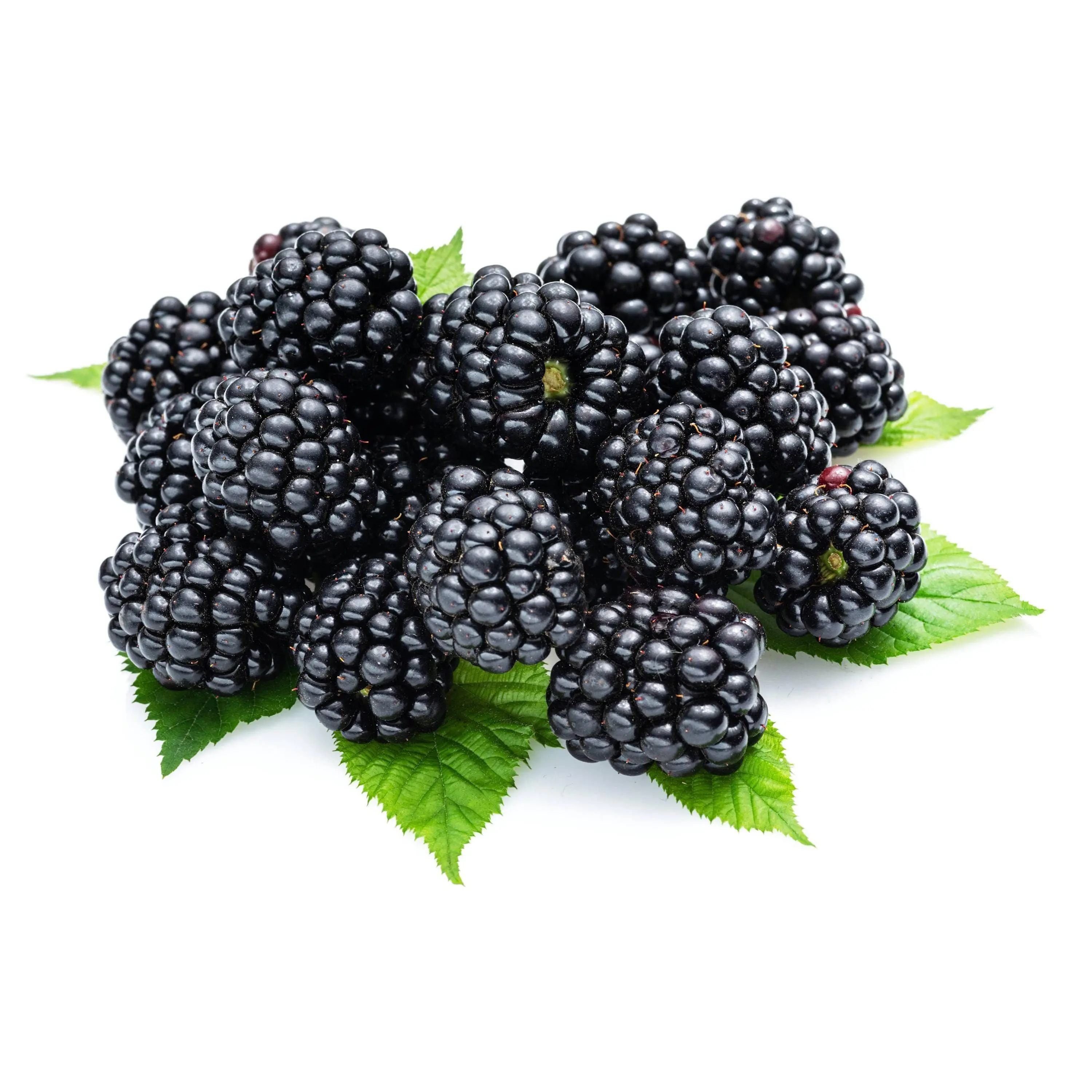 Black raspberry, 400 fresh heirloom seeds, delicious fruit, easy to grow year round, indoor and outdoor balcony garden plants, perfect for home gardening,