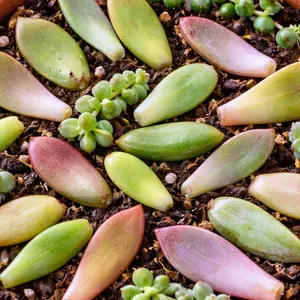 Succulent Propagation Leaves (25 Pack) | Assorted Colorful Live Succulent Leaves for Propagating | Hand Picked Nursery