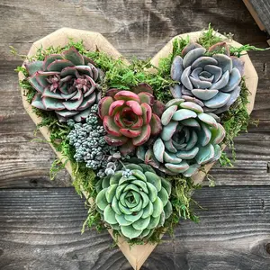 Small Heart (7x7) succulent vertical garden Planted with colorful love succulents Handmade Handmade Wedding Wedding Wedding Wedding Decoration Gift Wood Flower Decorative Valentines Mothers day