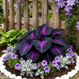Twilight Crow Hosta  Black Purple Seeds Neon Pink Veined Giant Heartleafs for All Seasons Garden Decor