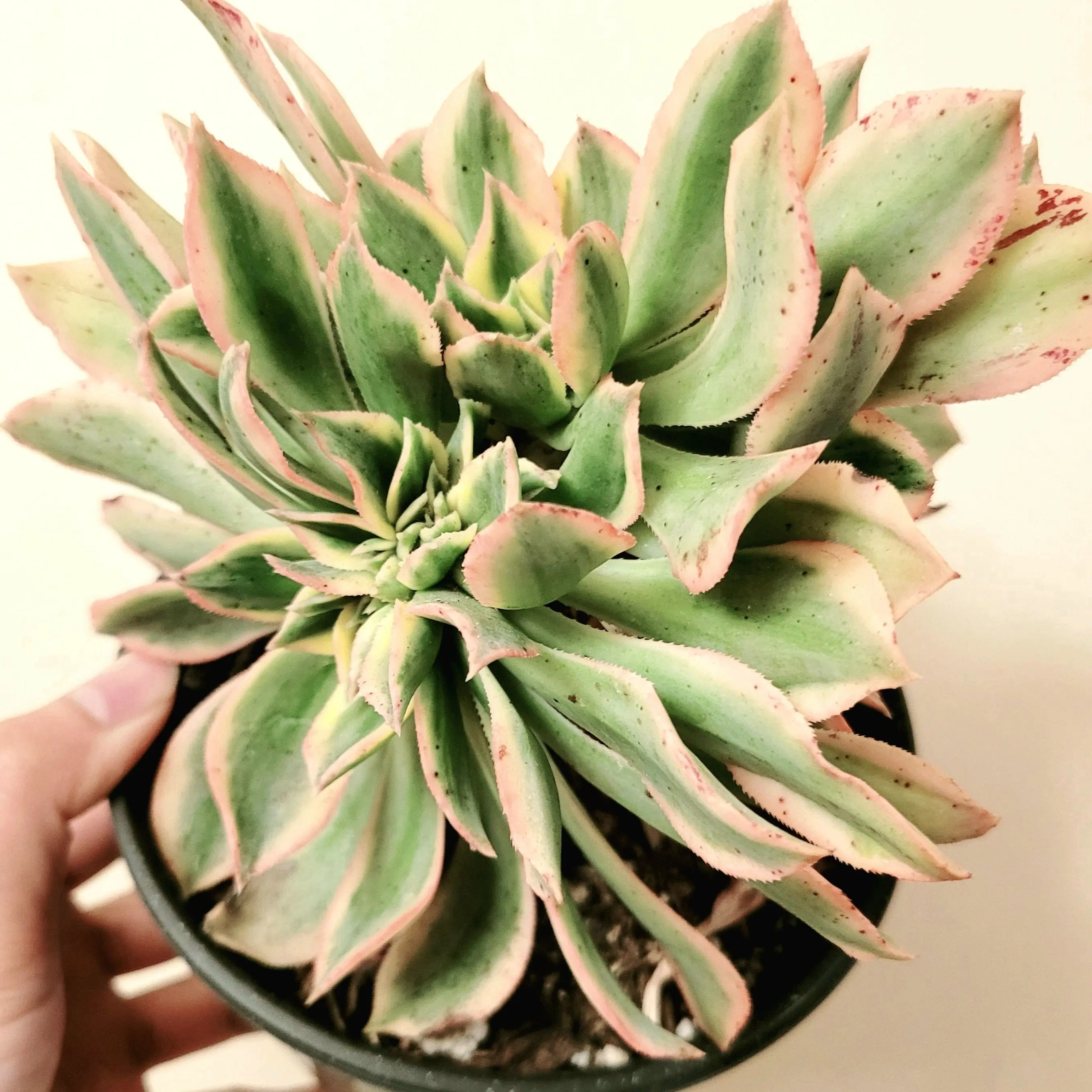 Aeonium Sunburst Crest