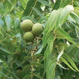 Live Black Walnut Tree – 12-18" Tall – 4-Inch Pot – Hardy Edible Shade Tree – No Ship to AK, HI & P.R.