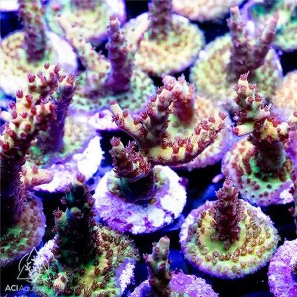 ACI Shenanigans Acropora