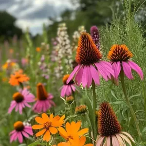 1000 Coneflower Seeds - Hardy, Beautiful Flower for Any Garden