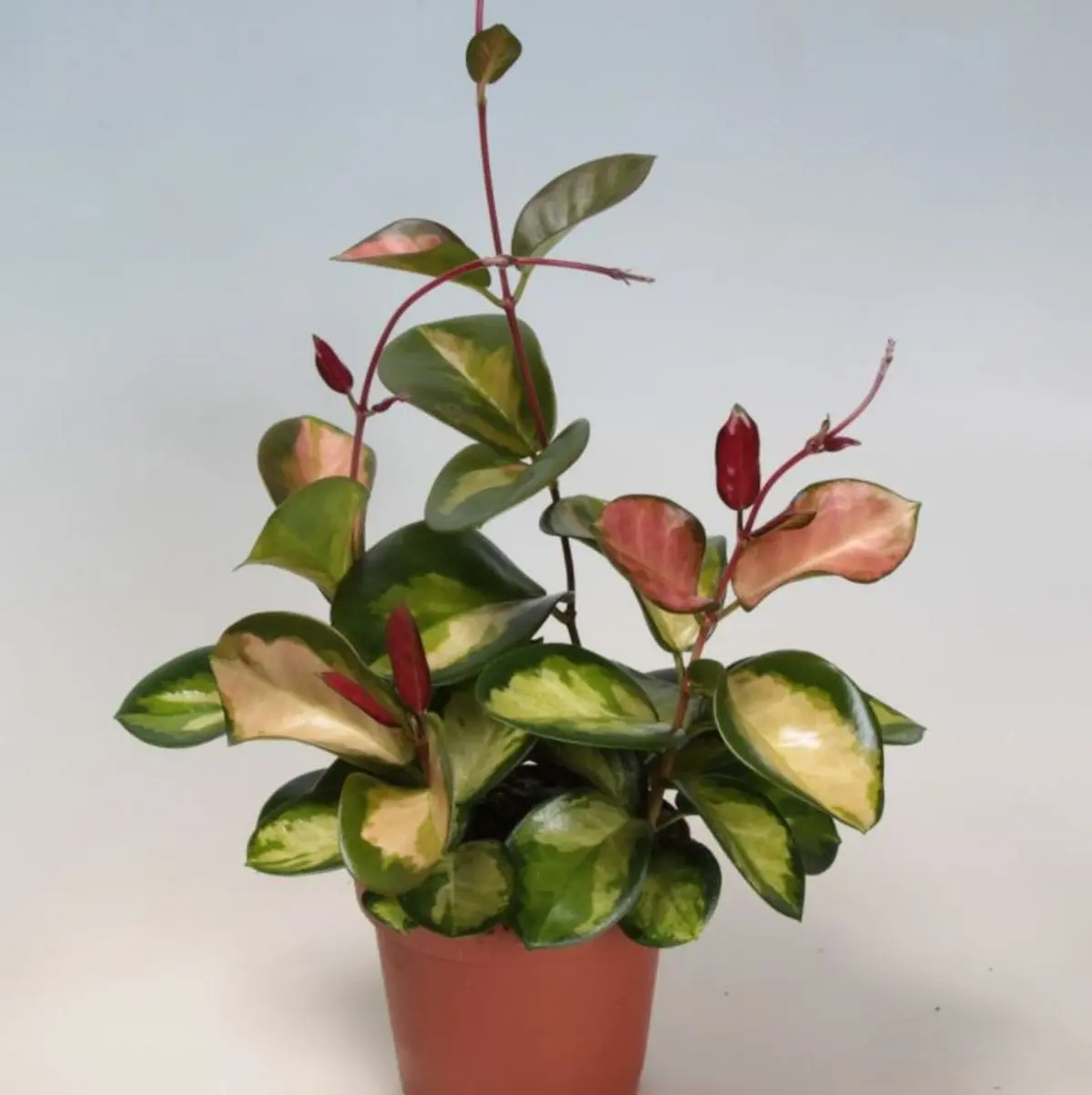 Hoya Australis ssp. Tenuipes Variegated 'Lisa', Waxflower, Live Houseplant, Indoor Plant, Flowering Plant